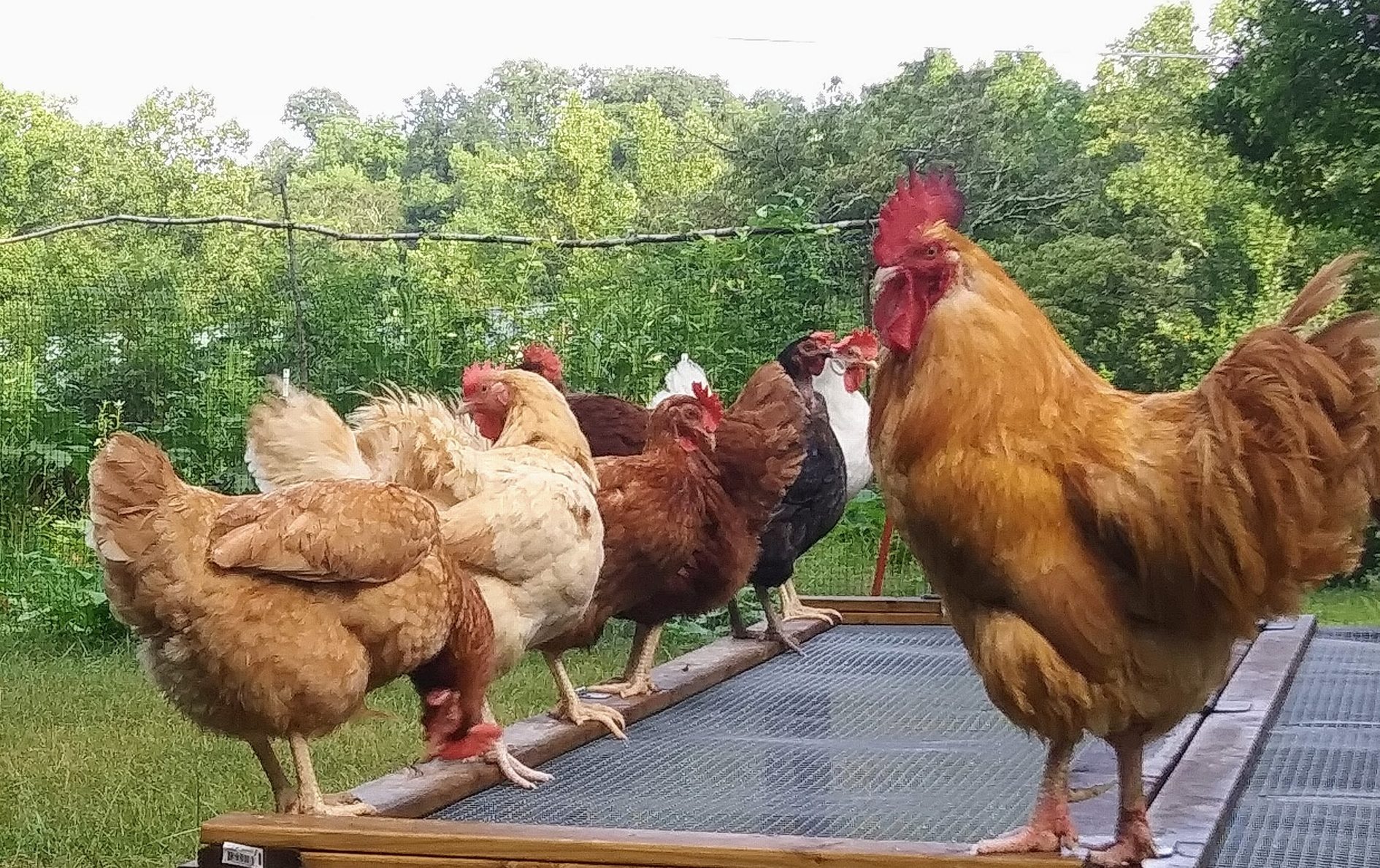 The Joys of Keeping Chickens
