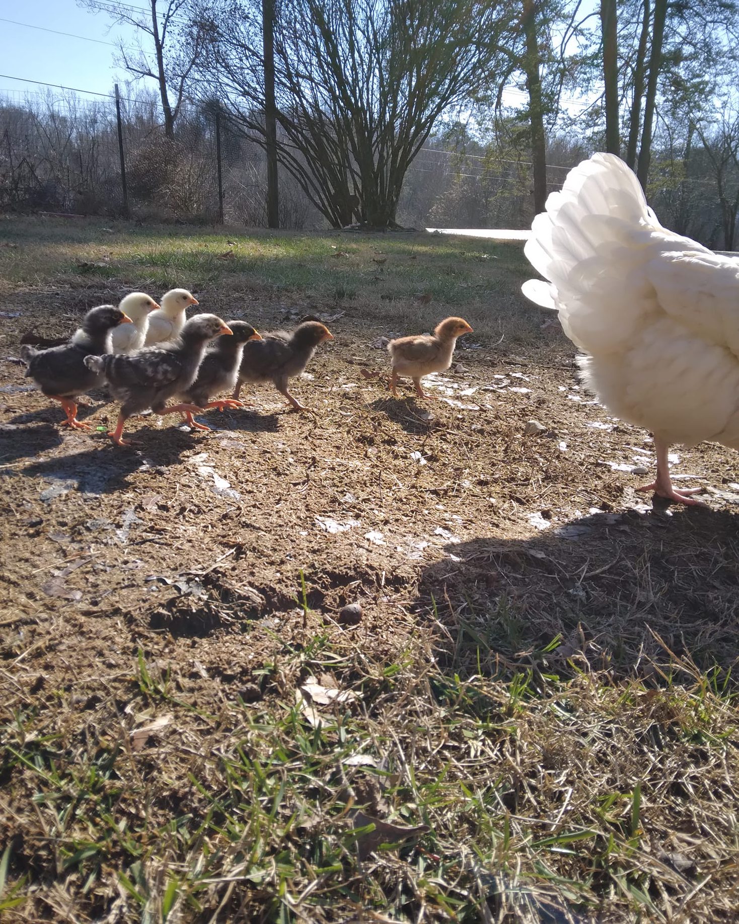 Broody Hens and the Magic of Raising Chicks
